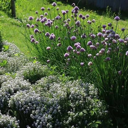 Borgo Di Carpiano *